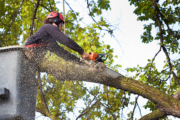 Professional Tree Care Services in Carrollwood, FL